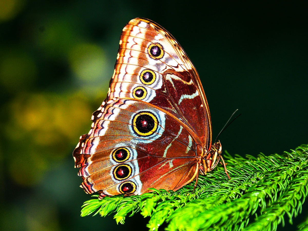 80 percent of butterfly species in the UK have declined since the 1970s. 80 percent of butterfly species in the UK have declined since the 1970s.
Image: Shutterstock