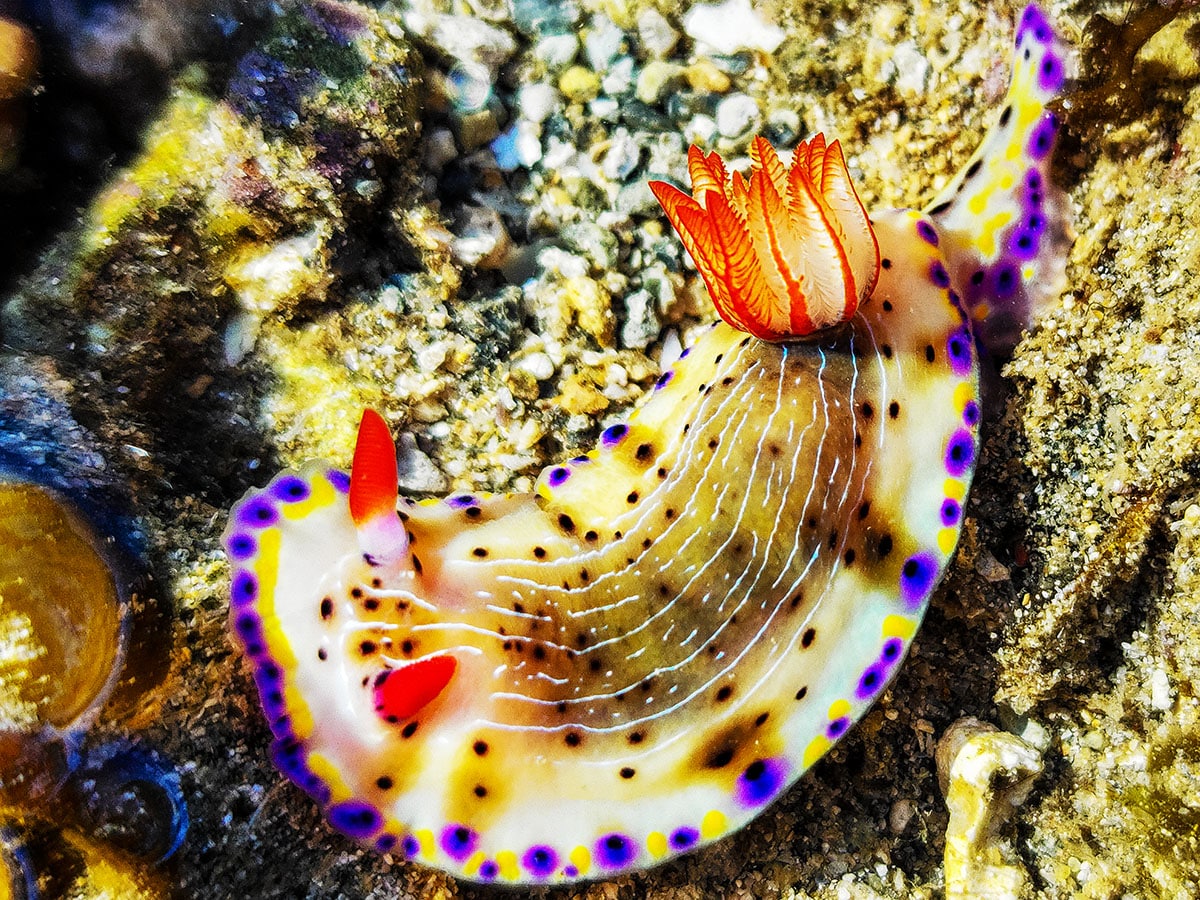 Sea slugs, or nudibranchs, are fascinating hermaphrodites, possessing both male and female reproductive organs. Their ability to regenerate, photosynthesize, and absorb CO2 plays a crucial role in ocean health and climate control. 
Image: Sangik Datta