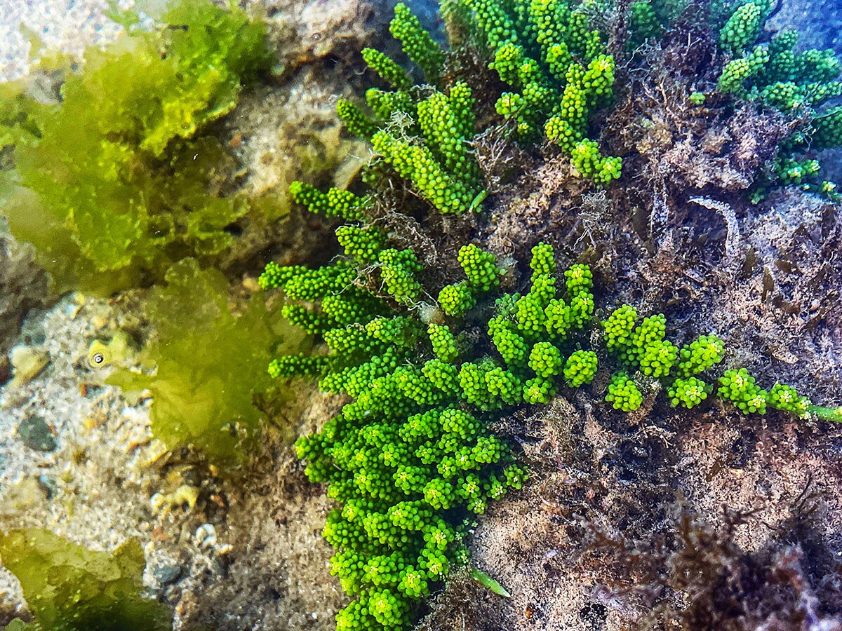 Sea slugs, or nudibranchs, are fascinating hermaphrodites, possessing both male and female reproductive organs. Their ability to regenerate, photosynthesize, and absorb CO2 plays a crucial role in ocean health and climate control. 
Image: Sangik Datta