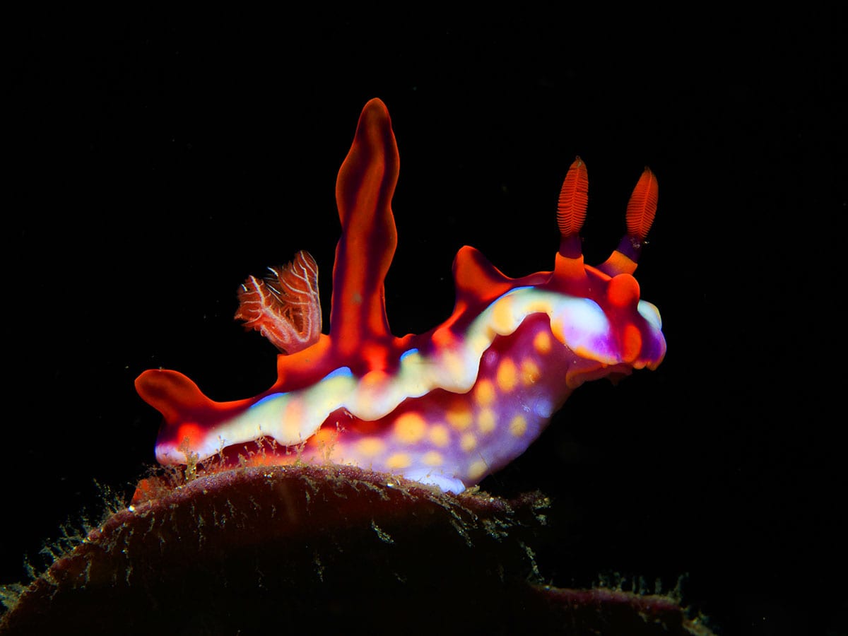 Sea slugs, or nudibranchs, are fascinating hermaphrodites, possessing both male and female reproductive organs. Their ability to regenerate, photosynthesize, and absorb CO2 plays a crucial role in ocean health and climate control. 
Image: Sangik Datta