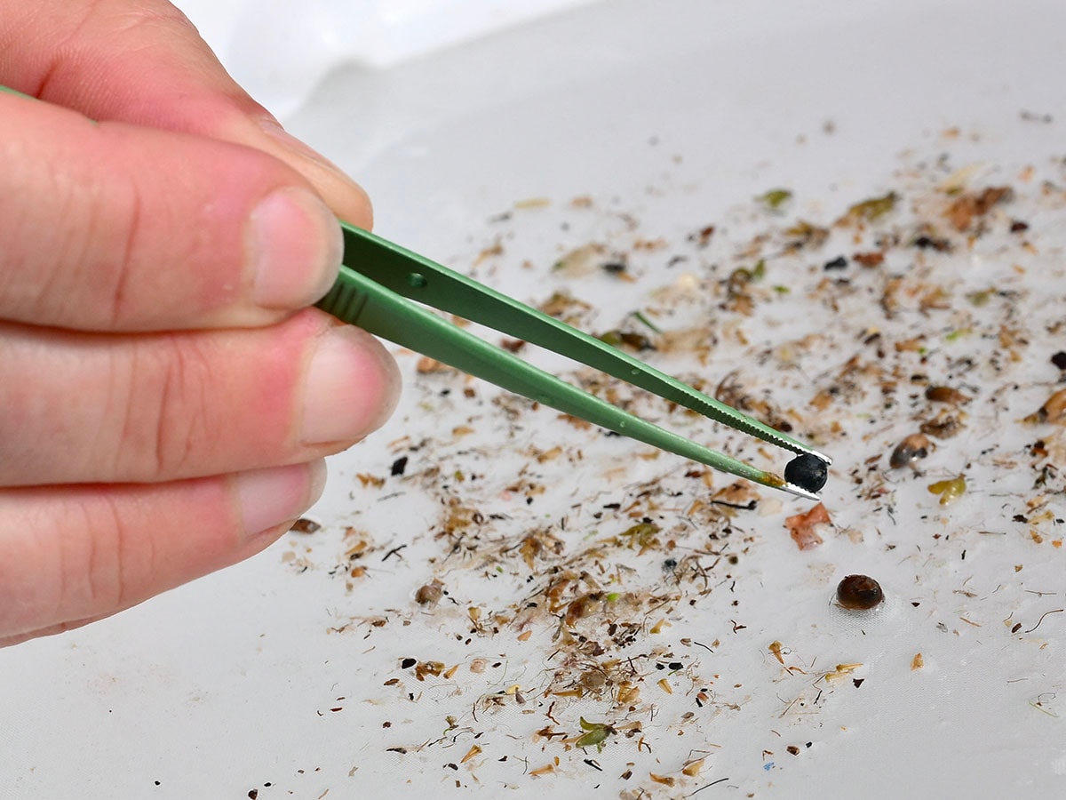 What are all these microplastics doing to our brains?