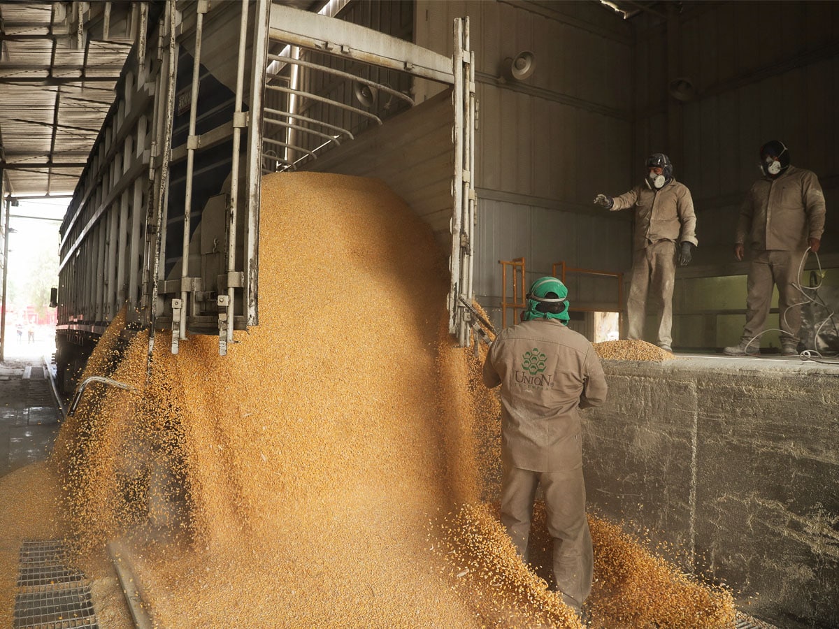 US grown soya bean and corn could come from batches that had genetically modified crops, something Indian consumers are uncomfortable with. Image : Raquel Cunha / Reuters