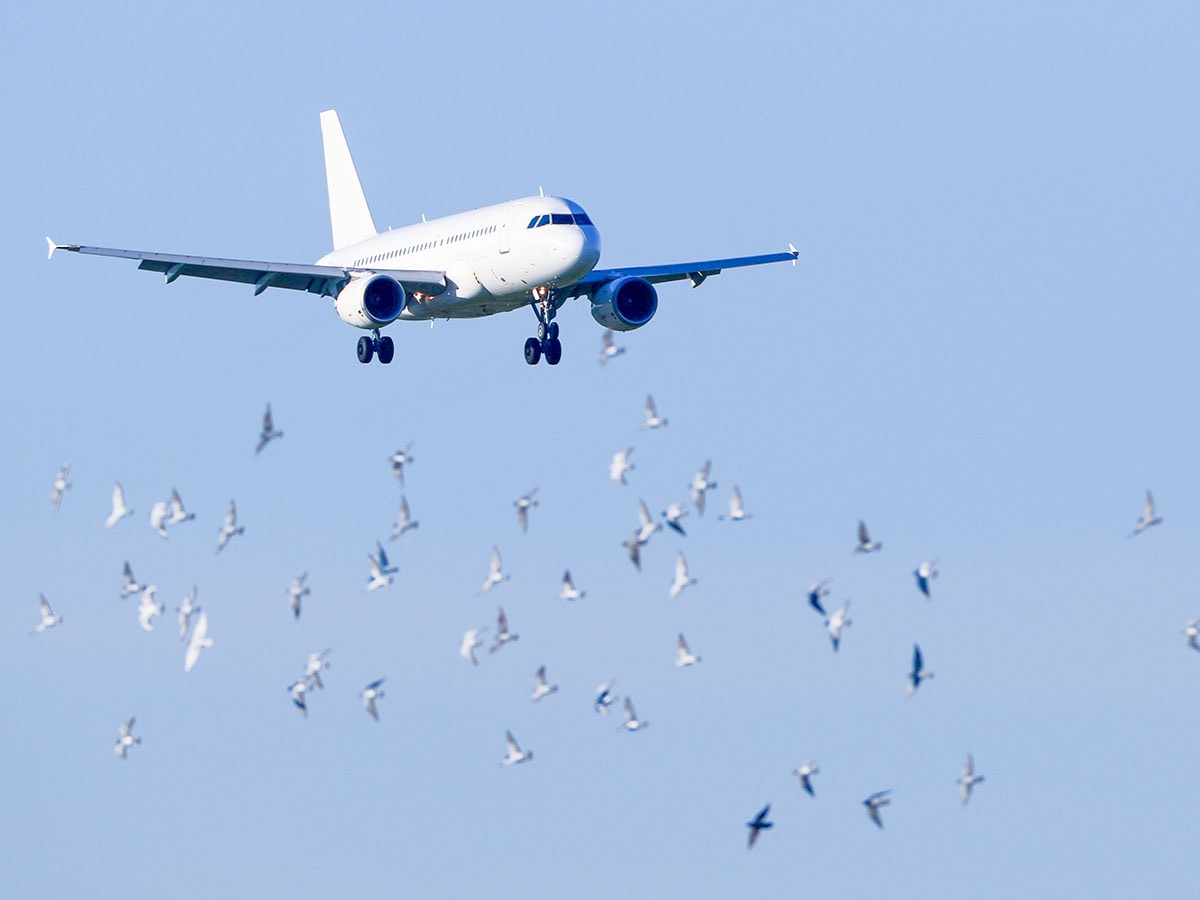 South Korea orders all airports to install bird detection cameras, radars