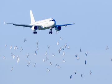 South Korea orders all airports to install bird detection cameras, radars