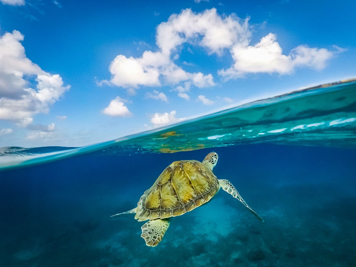 Dancing turtles show how animals use magnetic field as a map