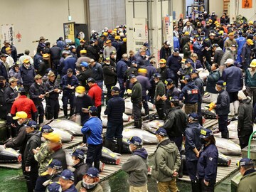 Buyer splashes out $1.3m for Tokyo new year tuna