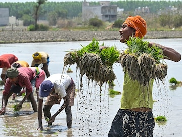 indian agriculture