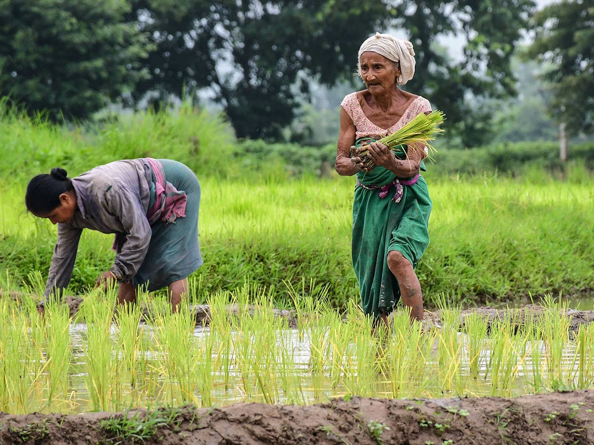 Rain Watch for July 17-23: Monsoon moderates, kharif rice sowing advances