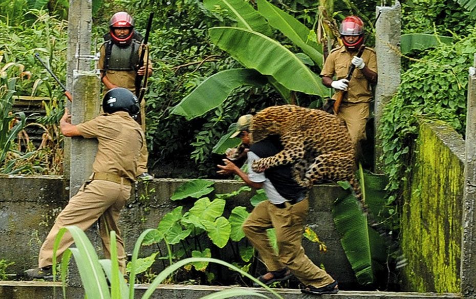 A leopard attacks a forest guard at Prakashnagar village near Salugara on the outskirts of Siliguri 