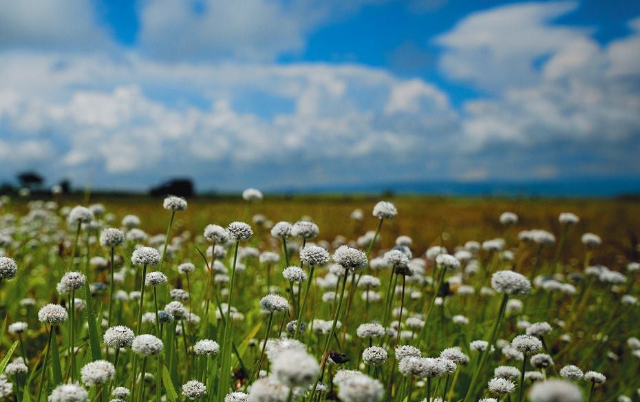 Scientific Name: Eriocaulon Sedgwickii • Common Name: Spherical Pipewort • Marathi Name: G