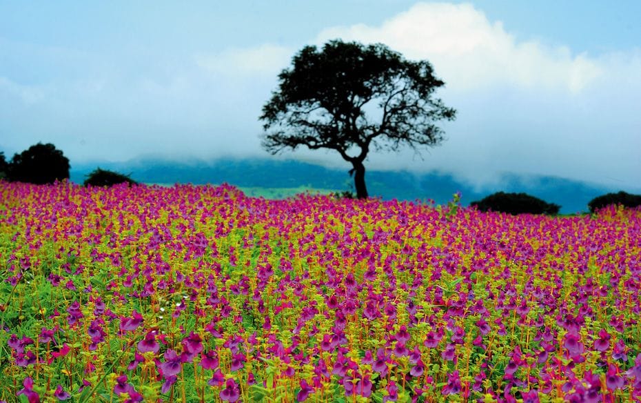 Another view of a field of Impatiens (Lal Terda)                        