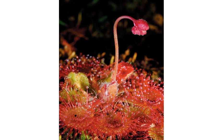 Scientific Name: Drosera Burmanni • Common Name: Tropical Sundew or Burmann’s Sundew &bul