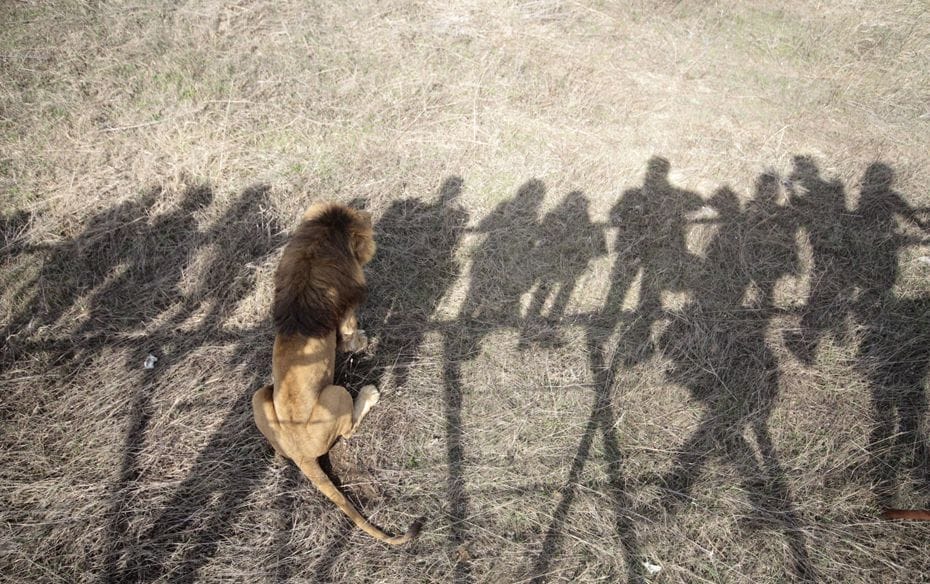  A Matter of Pride Visitors observe a resident at a new safari park named "Taygan" in