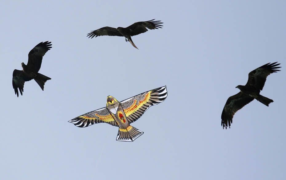 Eagles fly around an eagle-shaped kite at the international kite festival in Ahmedabad. Around 200 k