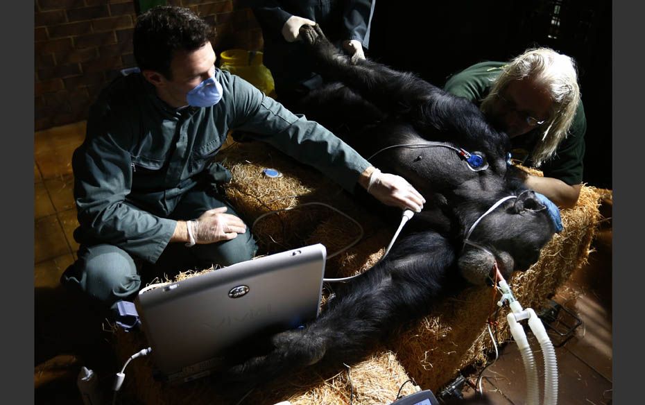 Veterinary staff monitor Dylan the chimpanzee while cardiologist Eric Stohr of Cardiff Metropolitan 