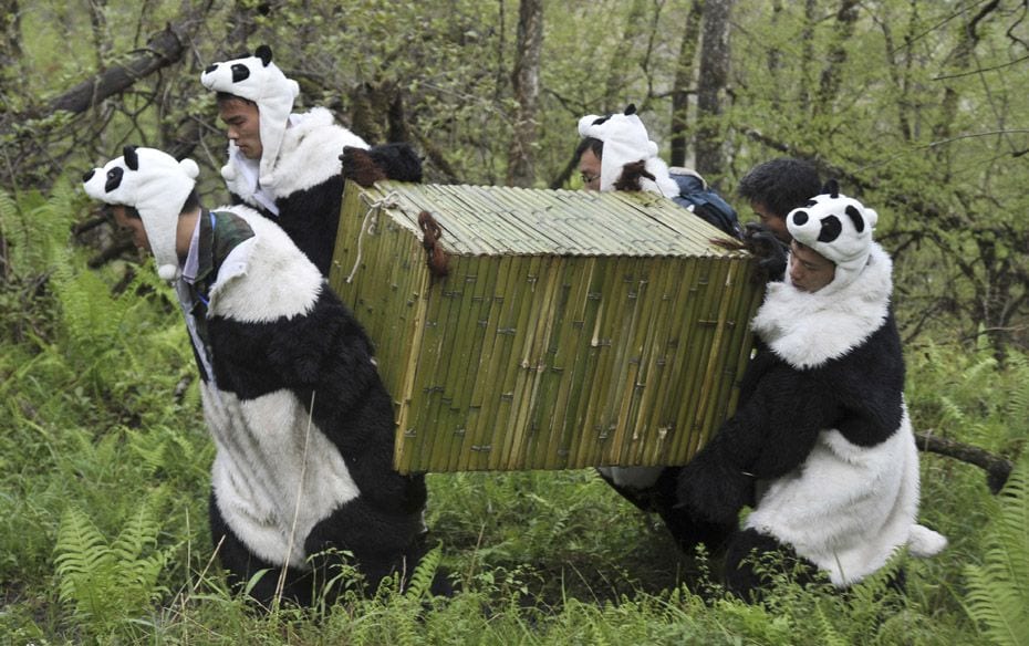 Researchers dressed in Panda costumes carry a cage as they transfer 21 month old giant panda Tao Tao