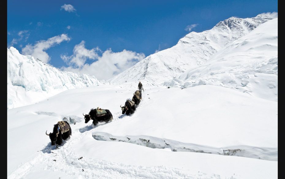 Animals too have a tough time on the slopes of Everest. Here, yaks avoid a crevasse on their way dow