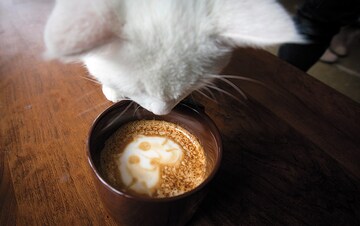 The rise of cat cafes