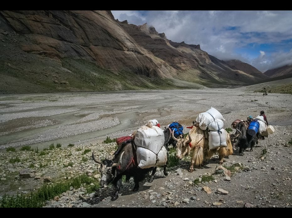 For those who cannot trek on foot, there is the option of hiring sturdy, dependable yaks called Nor 