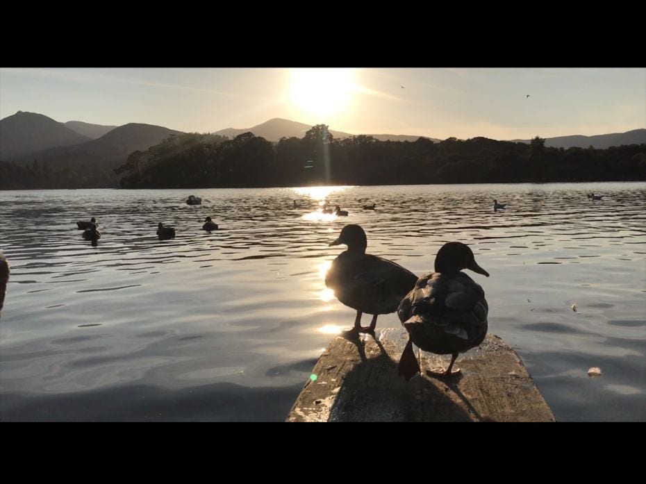 Swans catching the sunset by Derwentwater.                                                 