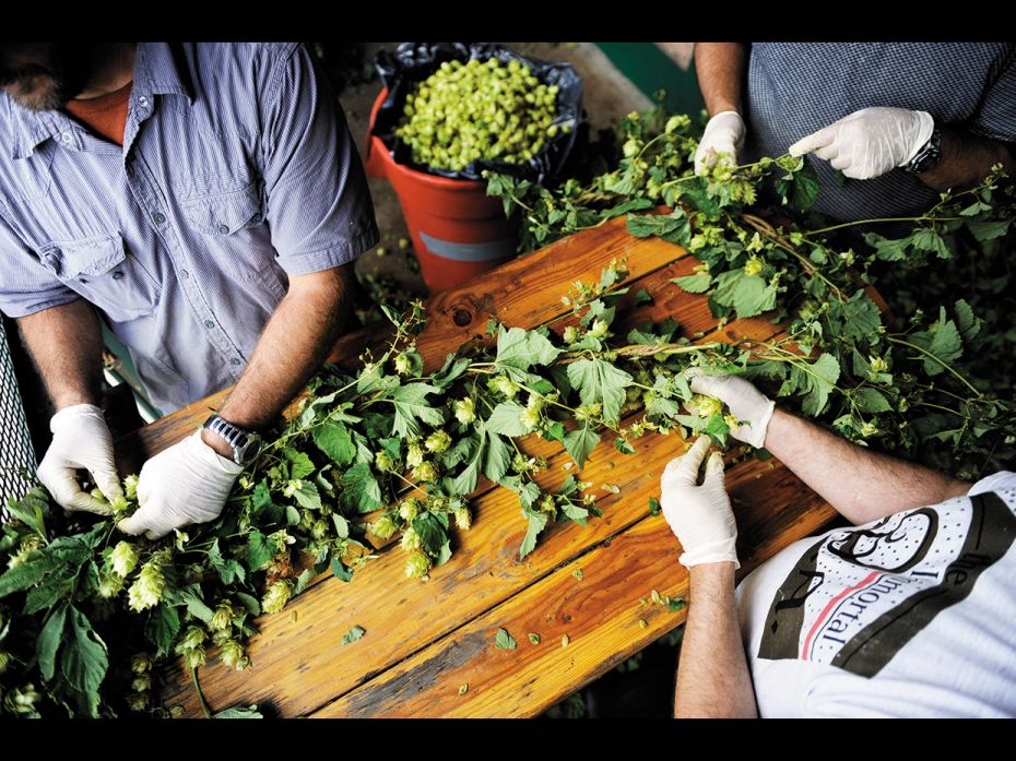 Hops, one of the four main ingredients - along with water, malted barley and yeast - of beer, has be