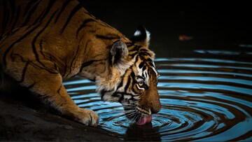 Jungle book: Majestic photos of India's wildlife