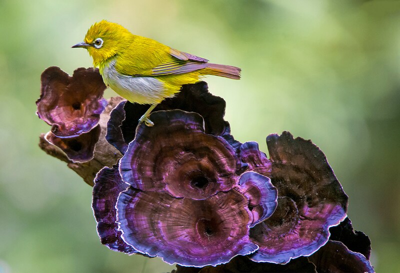 World Photography Day: A symphony of birds