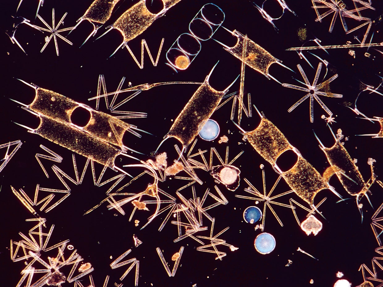 Phytoplankton