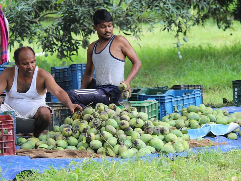 Farmers pack mangoes with black spots that appear from exposure to heavy rains in Bulandshahr, Uttar