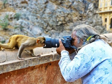 A macaque peers into a photographers lens, peering at the Galta Ji Temple in Jaipur, Rajasthan, Ind