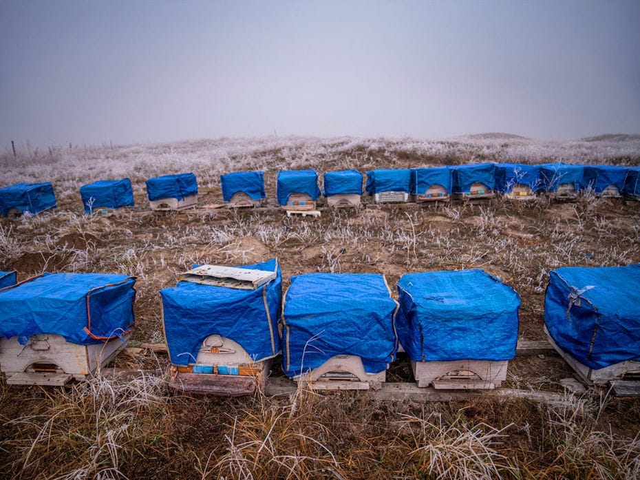 Beehives are covered with tarpaulins by their keepers to protect them from an air temperature that d