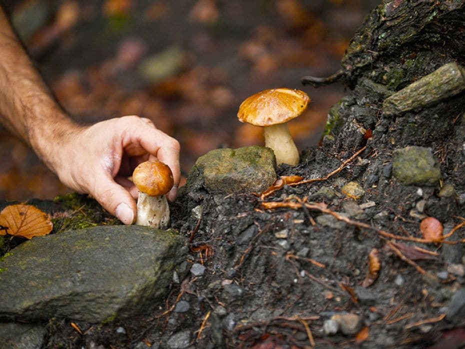 Mushroom foragers find porcini mushrooms--prized for their meaty texture and versatile flavour--in t