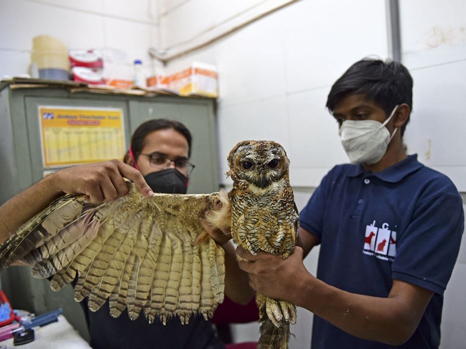 A file photo of a physiotherapist and a volunteer treating a mottled wood owl recovering from dehydr